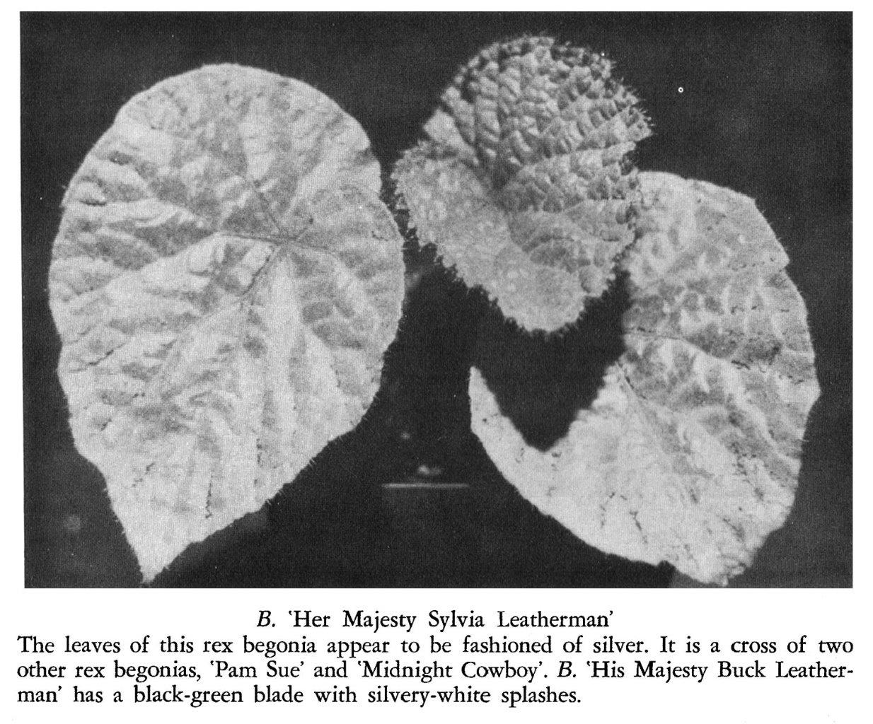 B. ‘Her Majesty Sylvia Leatherman’